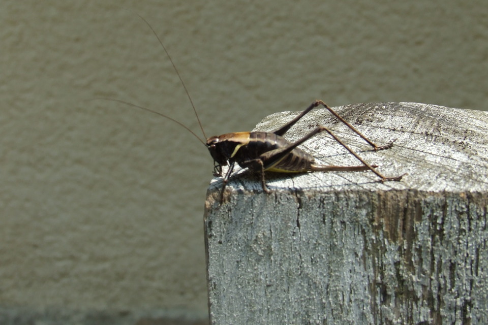Pholidoptera aptera - nagy avarszöcske