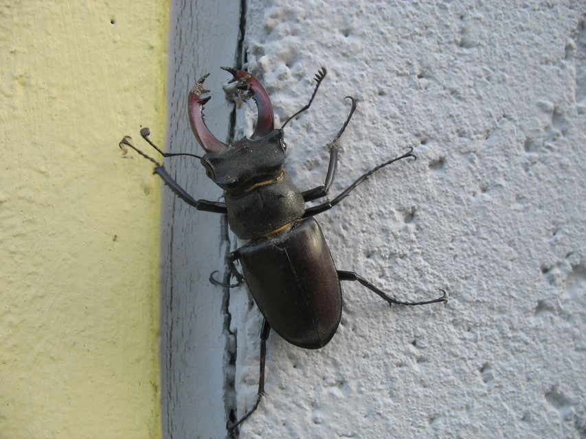 Lucanus cervus - nagy szarvasbogár