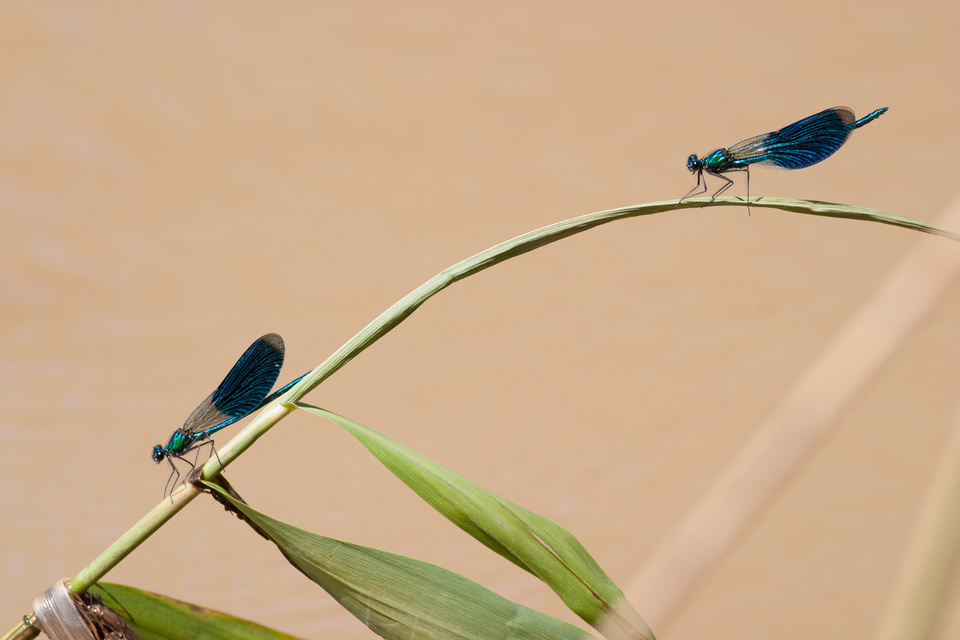 Calopteryx splendens - sávos szitakötő
