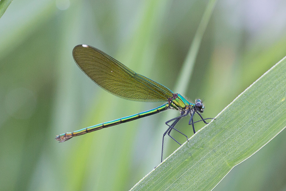Calopteryx splendens - sávos szitakötő