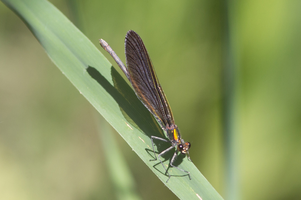 Calopteryx virgo - kisasszony-szitakötő