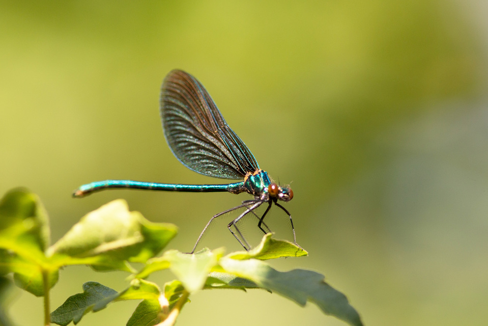 Calopteryx virgo - kisasszony-szitakötő