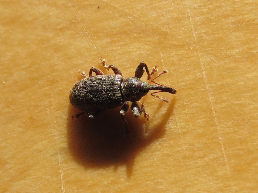 Dorytomus