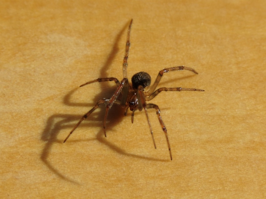 Steatoda castanea - gesztenyeszínű faggyúpók