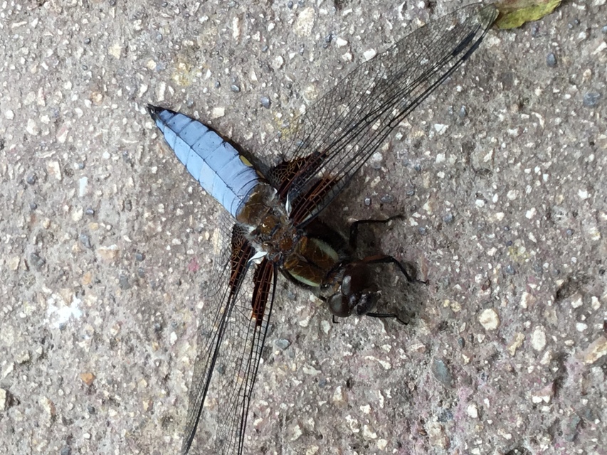 Libellula depressa - széles laposacsa