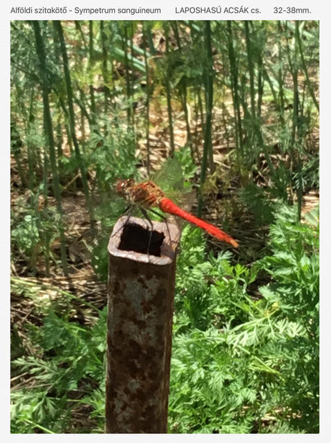Sympetrum sanguineum - vörös katona-szitakötő