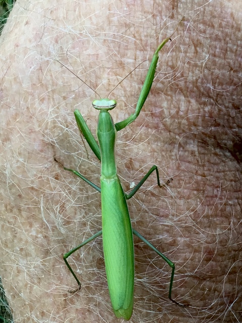 Mantis religiosa - imádkozósáska