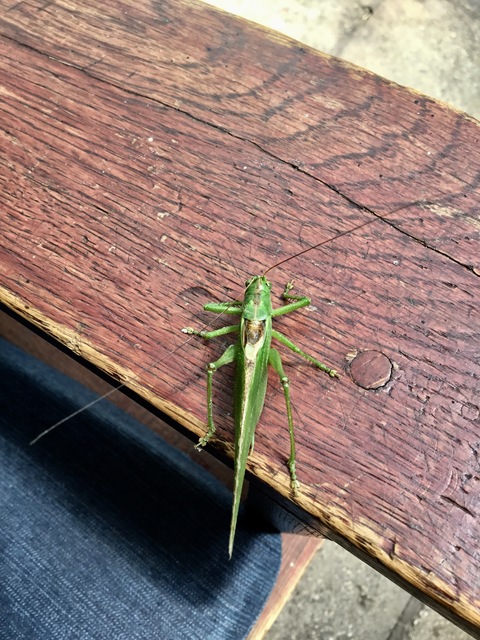 Tettigonia viridissima - zöld lombszöcske