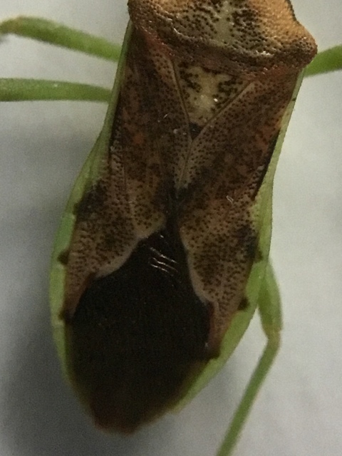 Gonocerus juniperi - boróka-karimáspoloska