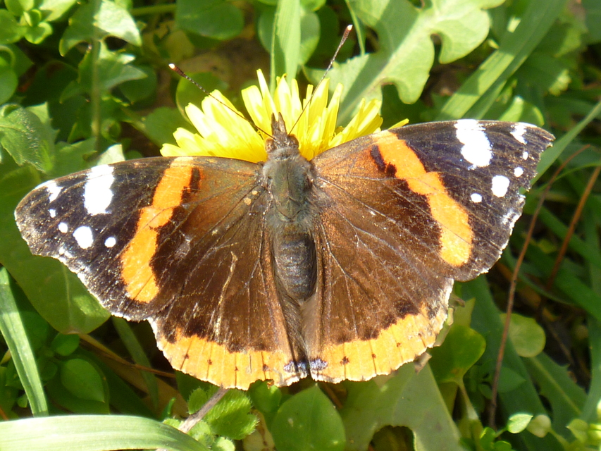 Vanessa atalanta - atalantalepke