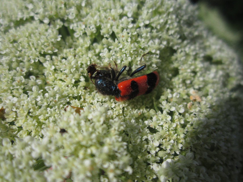 Trichodes apiarius - szalagos méhészbogár