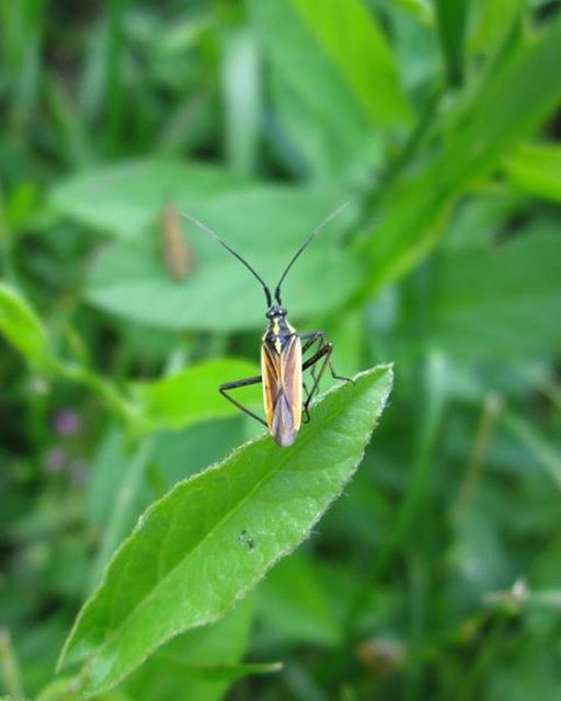 Leptopterna dolabrata - közönséges mezeipoloska