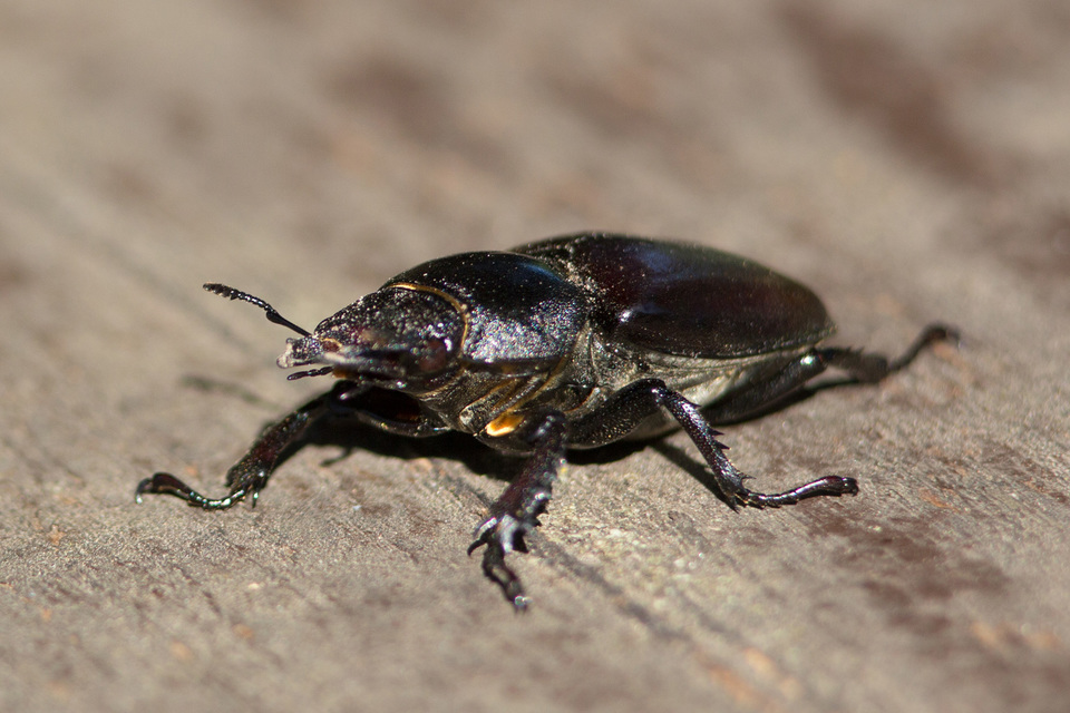Lucanus cervus - nagy szarvasbogár