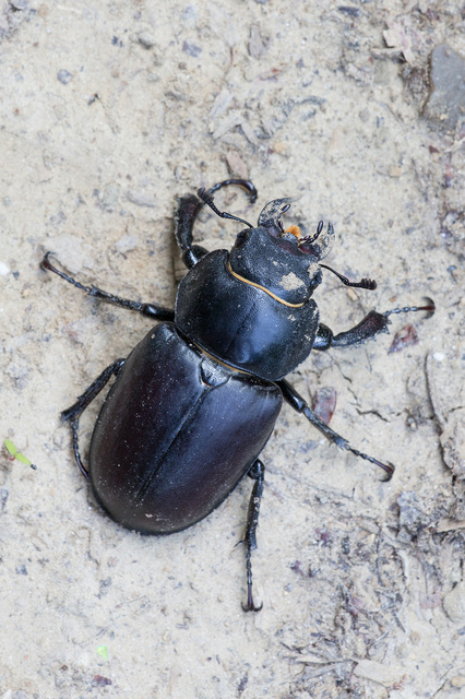 Lucanus cervus - nagy szarvasbogár