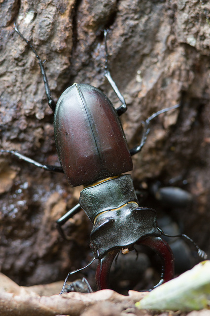 Lucanus cervus - nagy szarvasbogár