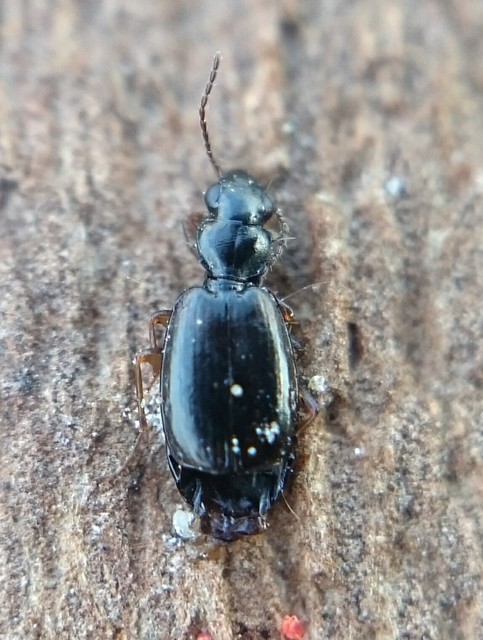 Syntomus pallipes - sárgalábú gyökérfutó