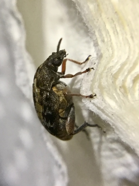 Megabruchidius dorsalis - foltoshátú lepényfazsizsik