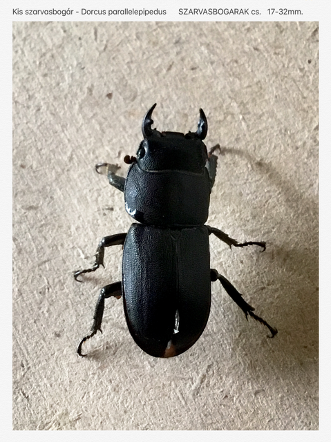Dorcus parallelipipedus - kis szarvasbogár