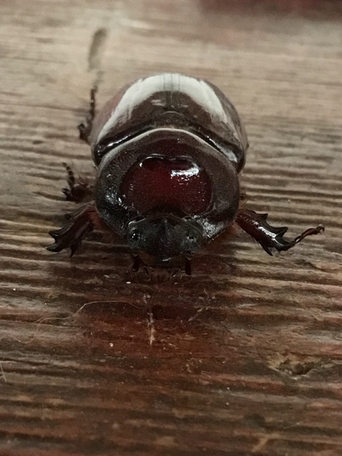 Oryctes nasicornis - orrszarvú bogár