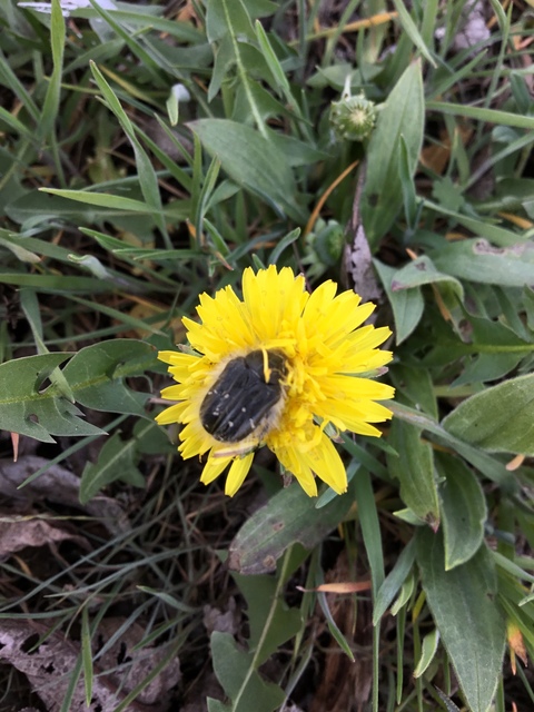 Tropinota hirta - bundás virágbogár