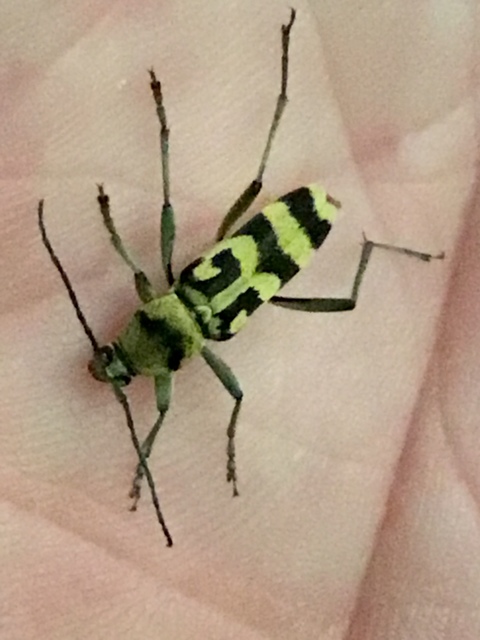 Chlorophorus varius - díszes darázscincér