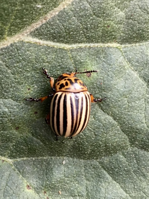 Leptinotarsa decemlineata - burgonyabogár