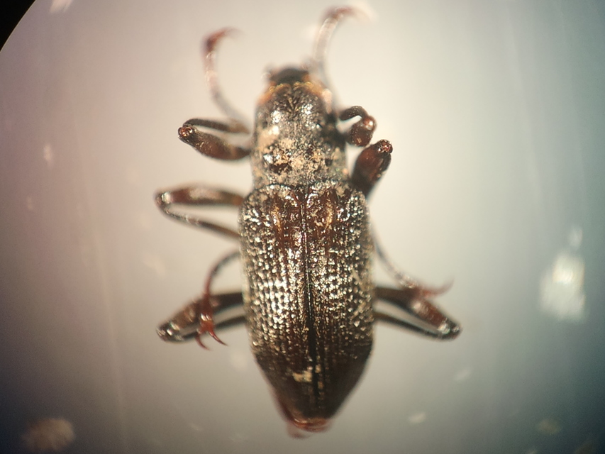 Macronychus quadrituberculatus - négypúpú karmosbogár