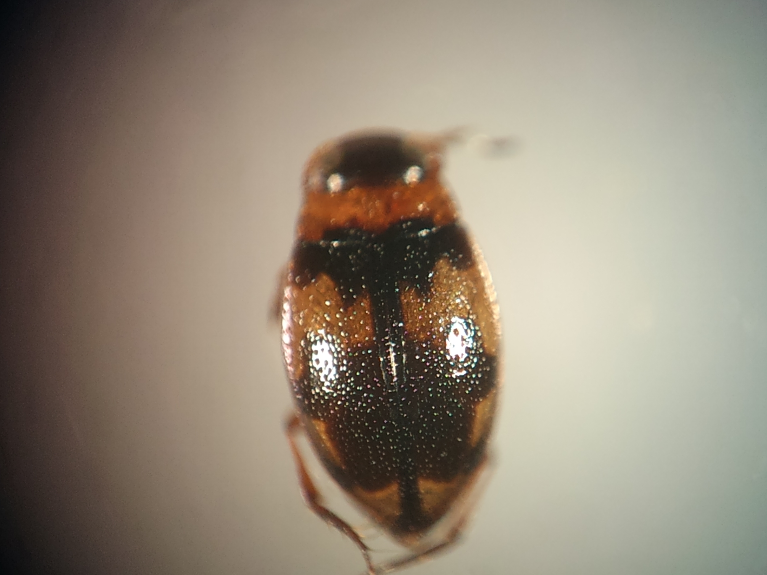 Bidessus nasutus - tarka törpecsíkbogár