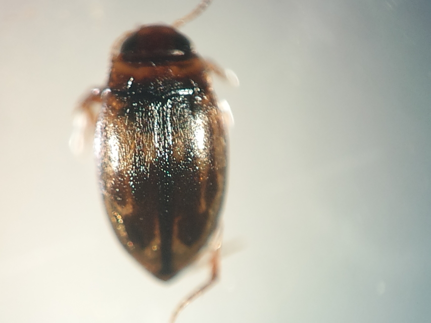 Hydroglyphus geminus - gyakori paránycsíkbogár