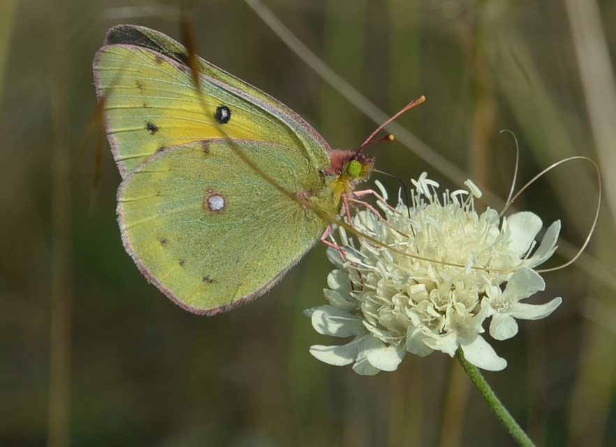 Colias chrysotheme - dolomit-kéneslepke