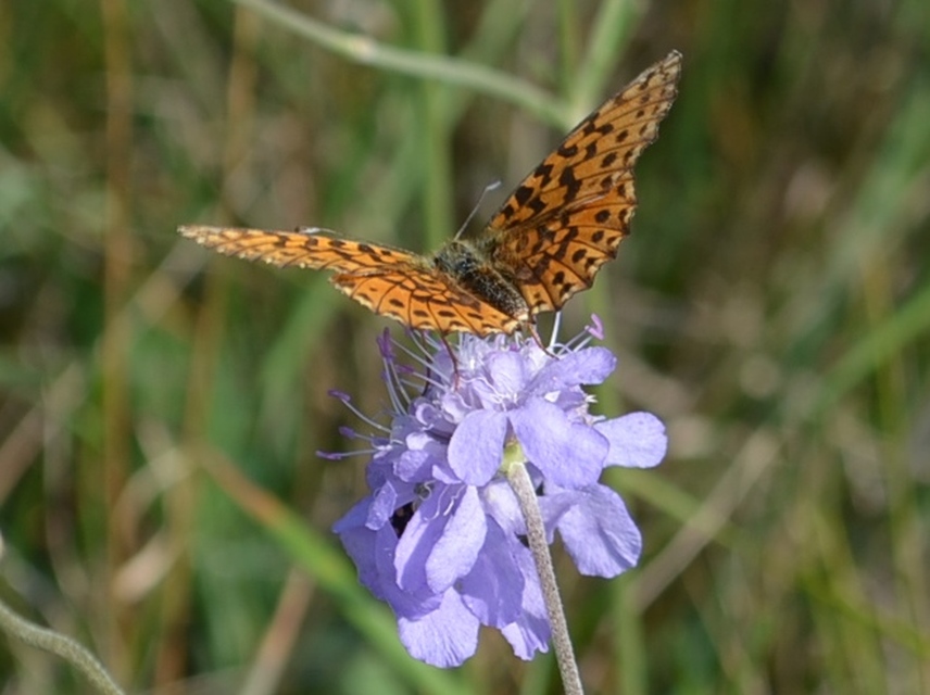 Boloria euphrosyne - árvácska-gyöngyházlepke