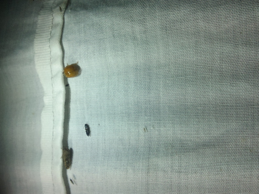 Harmonia axyridis - harlekinkatica