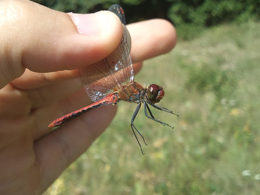 Sympetrum sanguineum - vörös katona-szitakötő