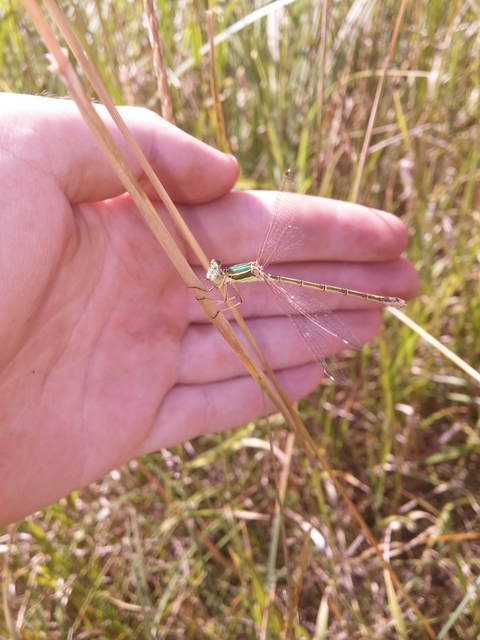 Lestes barbarus - foltosszárnyjegyű rablószitakötő
