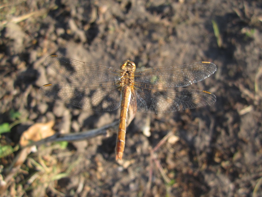 Sympetrum meridionale - fakó katona-szitakötő
