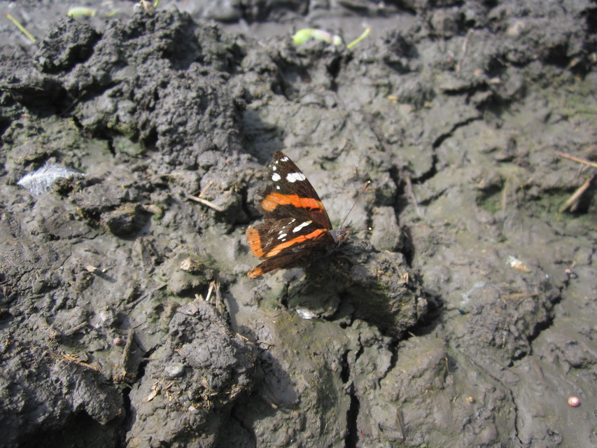 Vanessa atalanta - atalantalepke