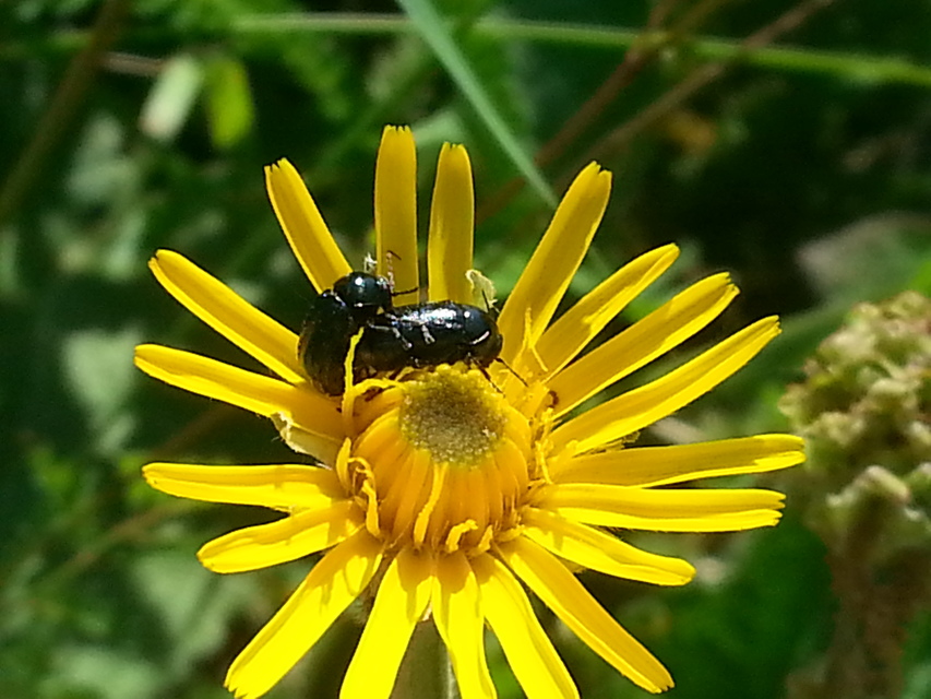 Cryptocephalus