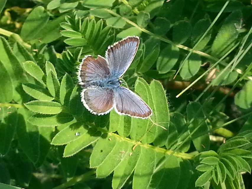 Plebejus argus - ezüstös boglárka