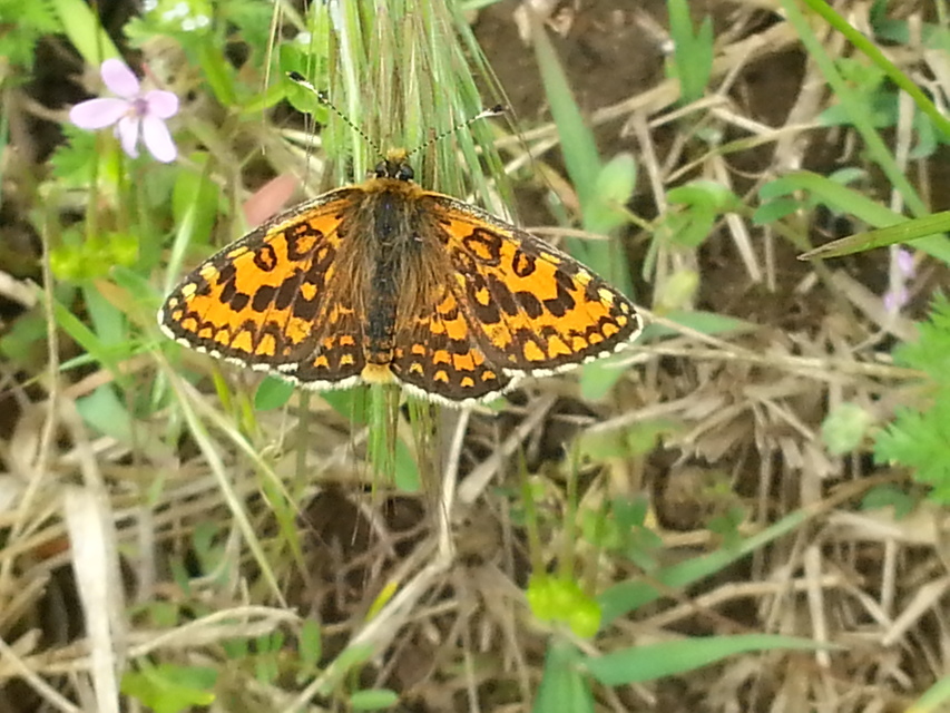 Melitaea trivia - kis tarkalepke