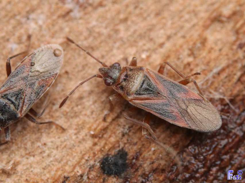 Arocatus longiceps - platánbodobács