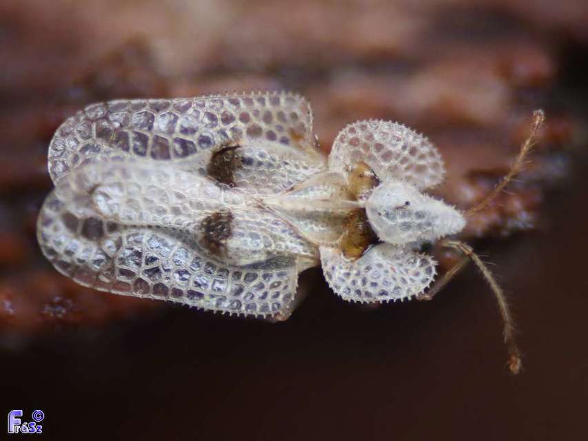 Corythucha ciliata - platán-csipkéspoloska