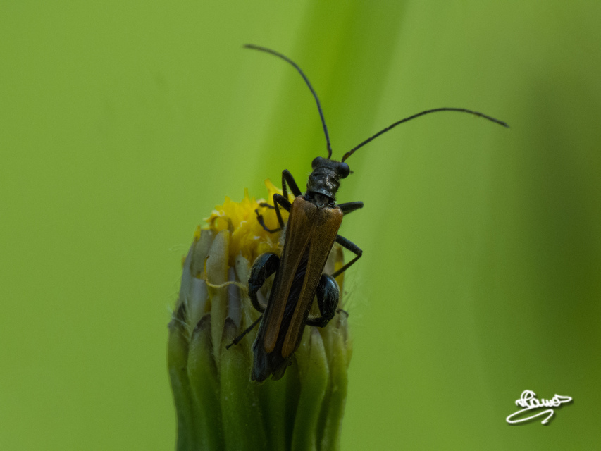 Oedemera femorata - sárgahátú álcincér