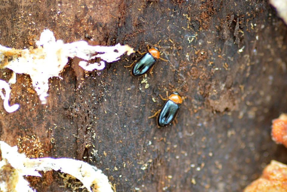 Tetratoma fungorum - vöröskék álkomorka
