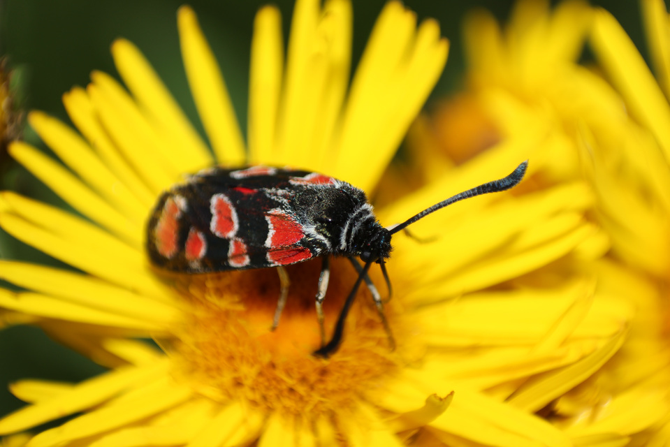 Zygaena carniolica - fehérgyűrűs csüngőlepke