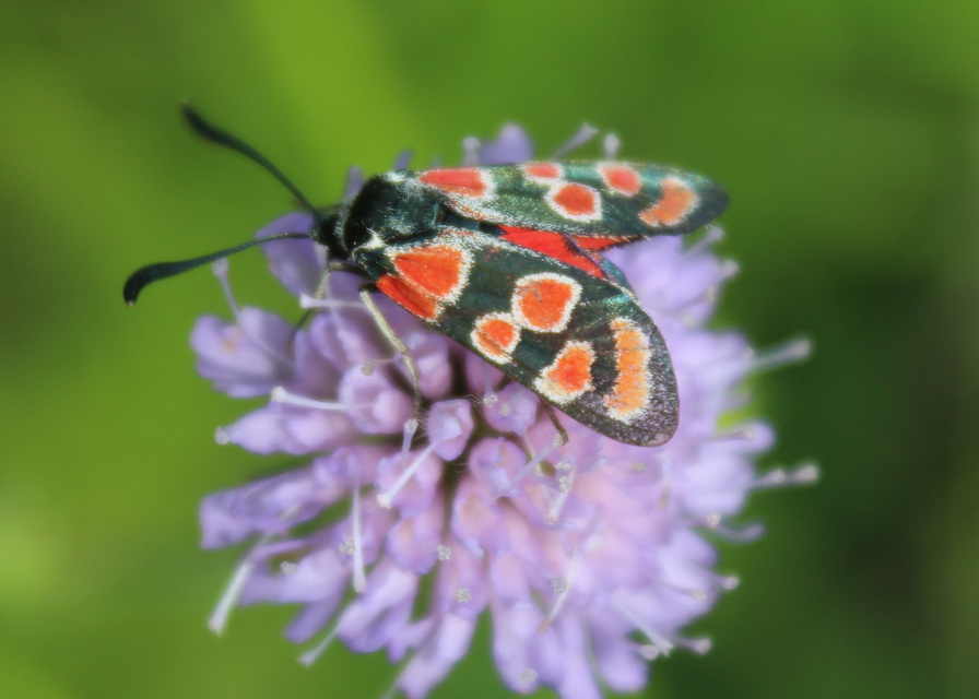 Zygaena carniolica - fehérgyűrűs csüngőlepke