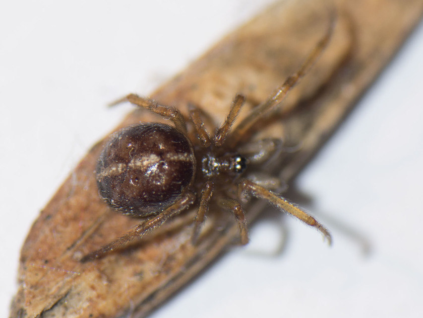 Steatoda bipunctata - kétpettyes faggyúpók