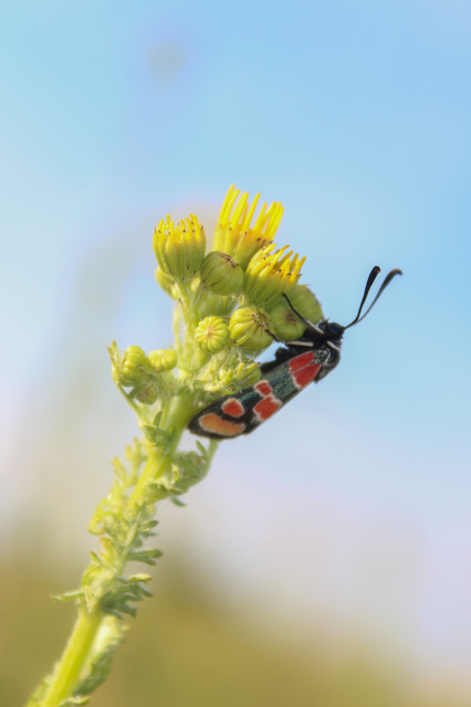 Zygaena carniolica - fehérgyűrűs csüngőlepke