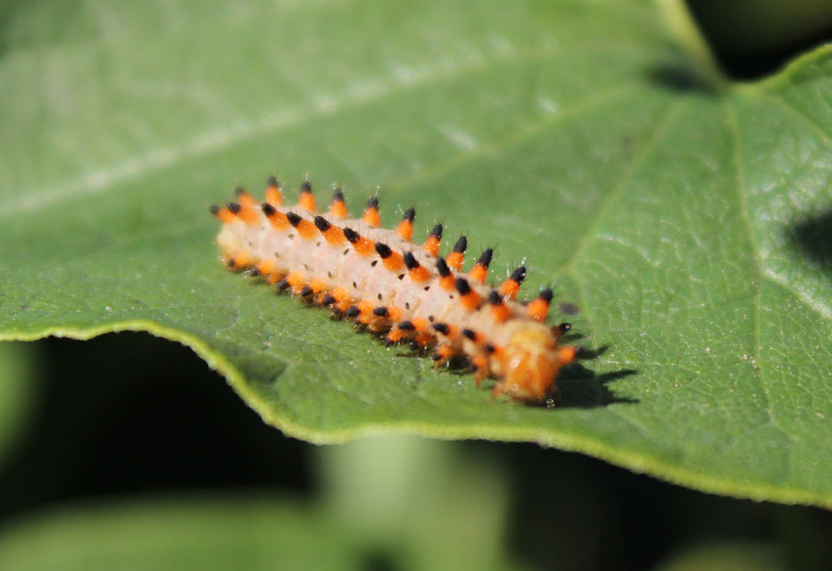 Zerynthia polyxena - farkasalmalepke