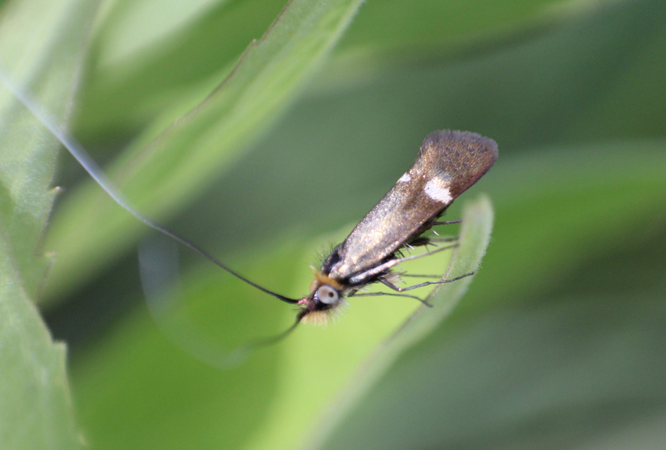 Nemophora raddaella - levantei tőrösmoly