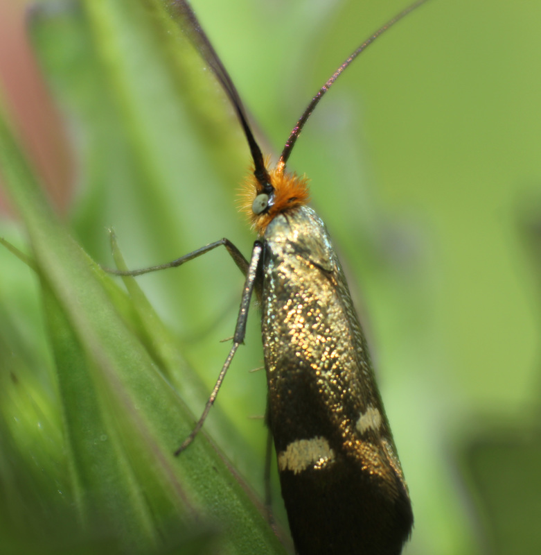 Nemophora raddaella - levantei tőrösmoly
